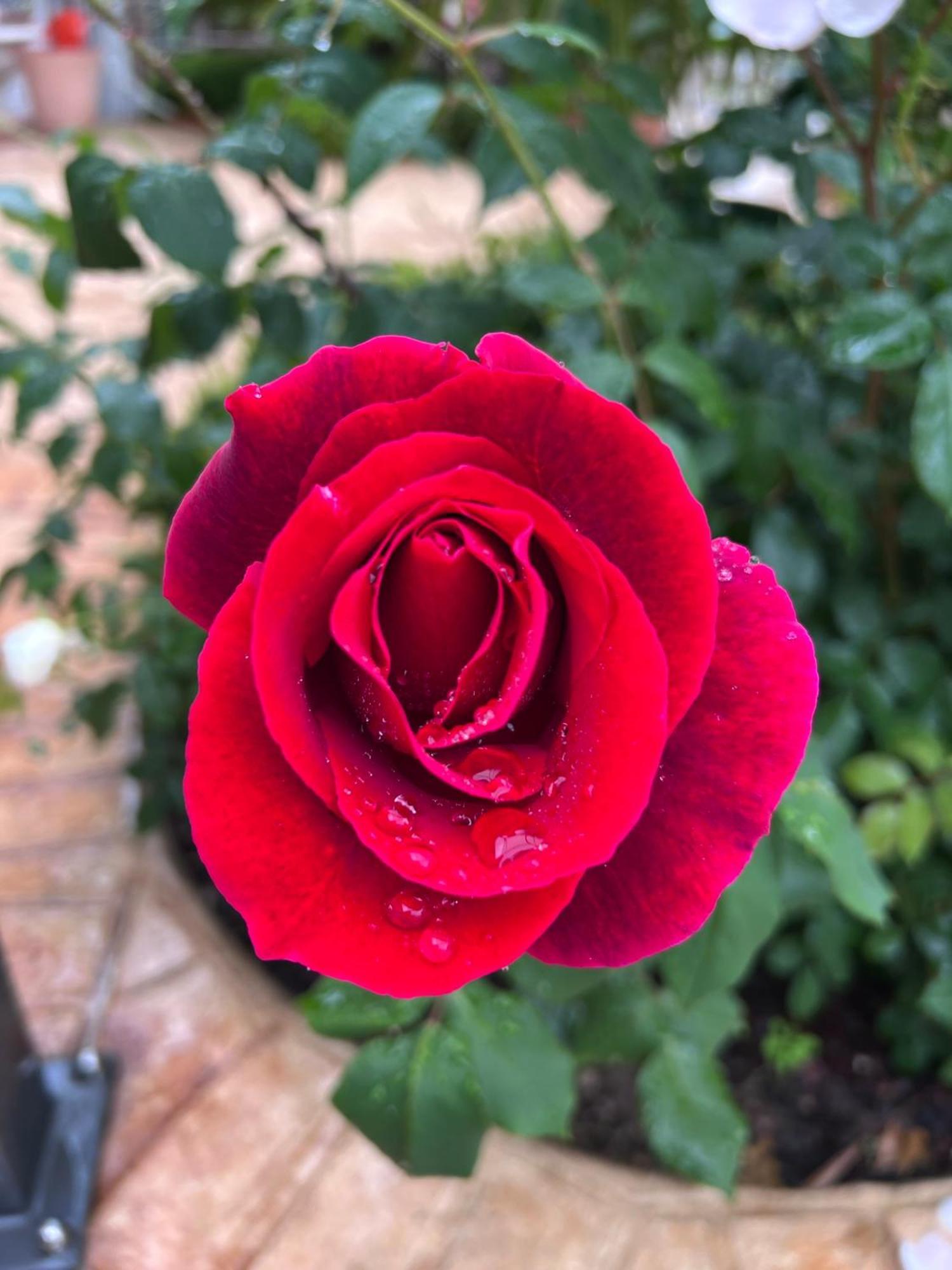 B&B Corte Delle Rose Castiglione Delle Stiviere Dış mekan fotoğraf