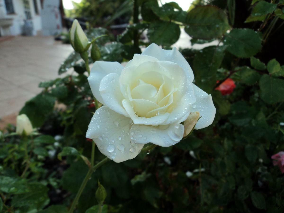 B&B Corte Delle Rose Castiglione Delle Stiviere Dış mekan fotoğraf